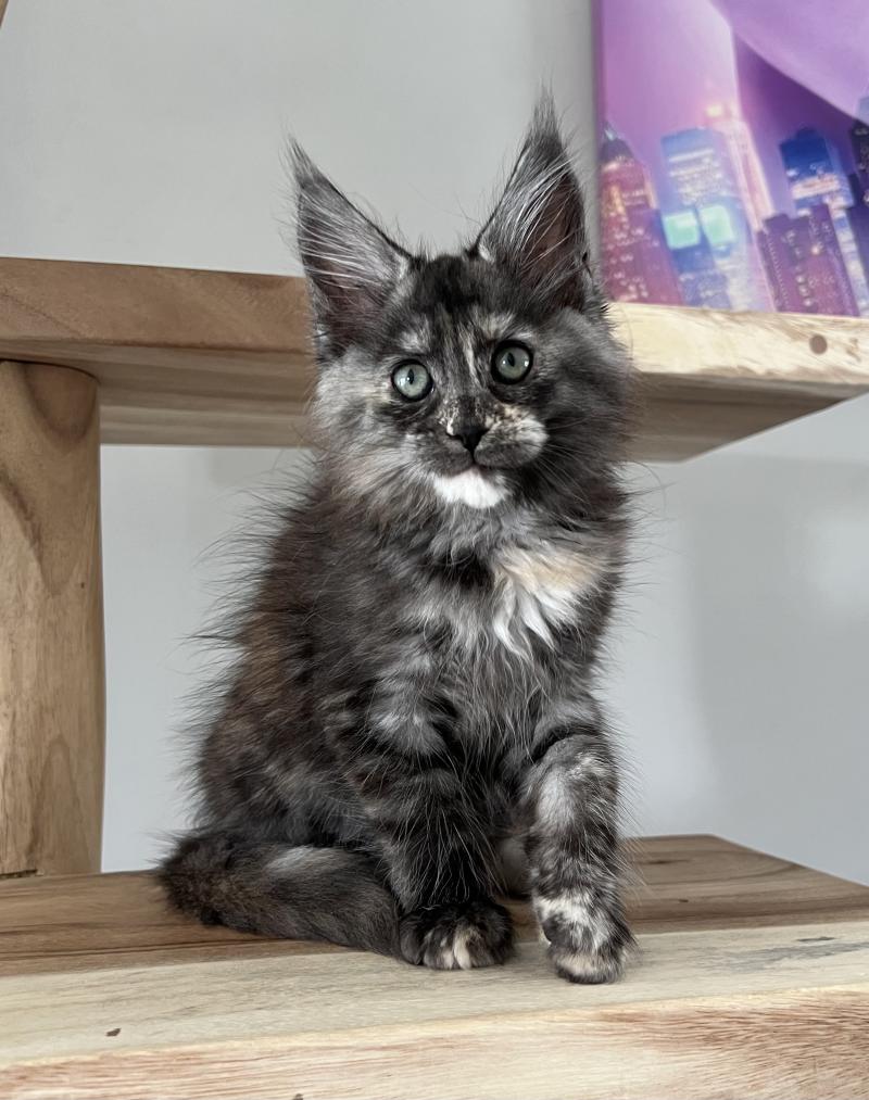 B du wind of Coon Du wind of coon Femelle Maine coon