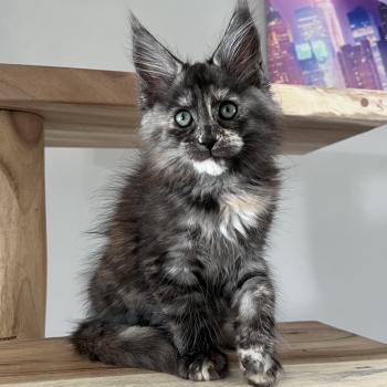 chaton Maine coon black tortie smoke Chatterie du wind of coon