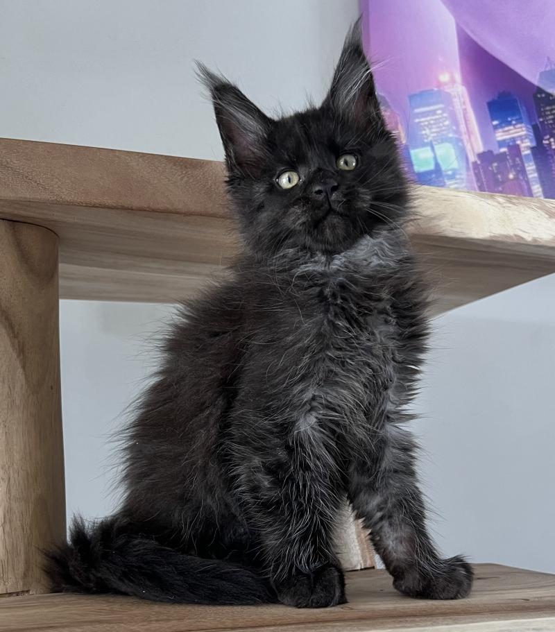 B du wind of Coon Du wind of coon Femelle Maine coon