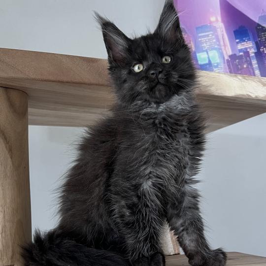 Black panthère du wind of Coon Du wind of coon Femelle Maine coon
