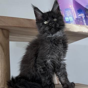 chaton Maine coon black smoke Chatterie du wind of coon