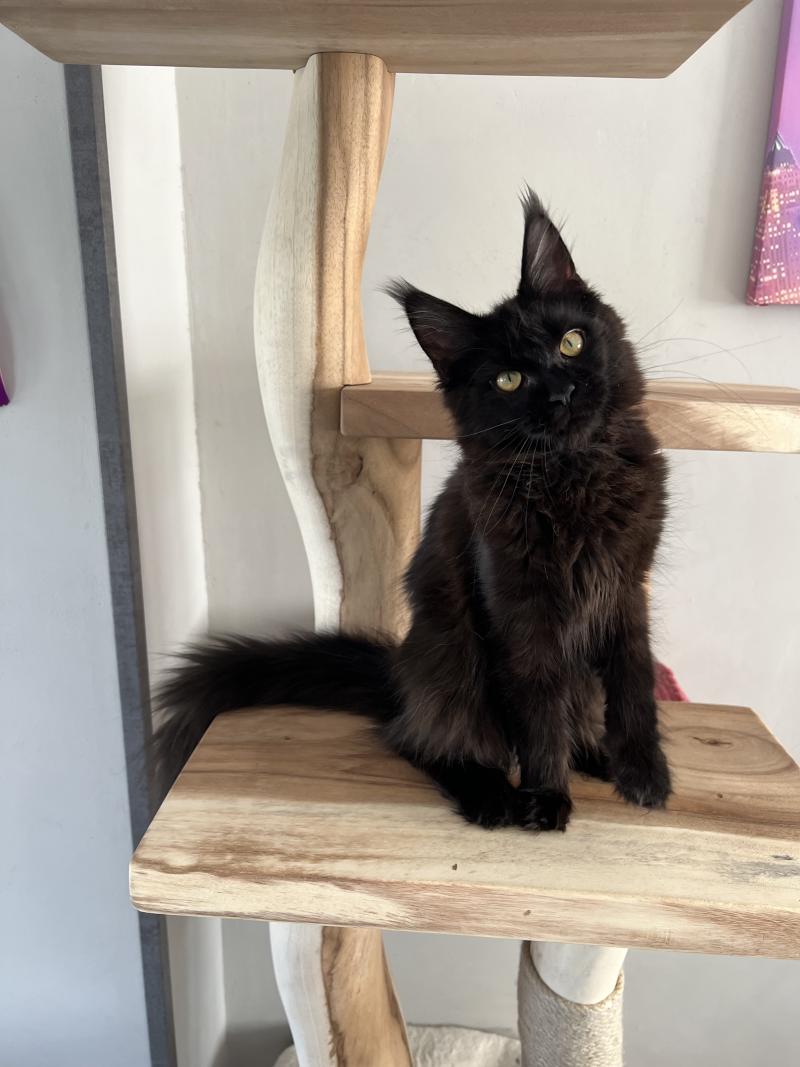 Allblack du wind of Coon Du wind of coon Femelle Maine coon