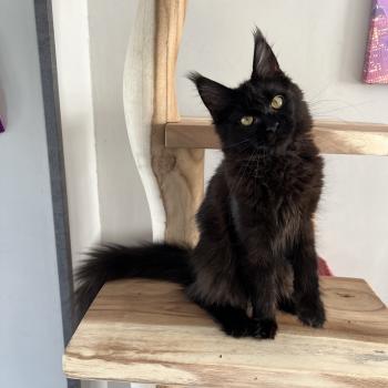 chaton Maine coon black Chatterie du wind of coon