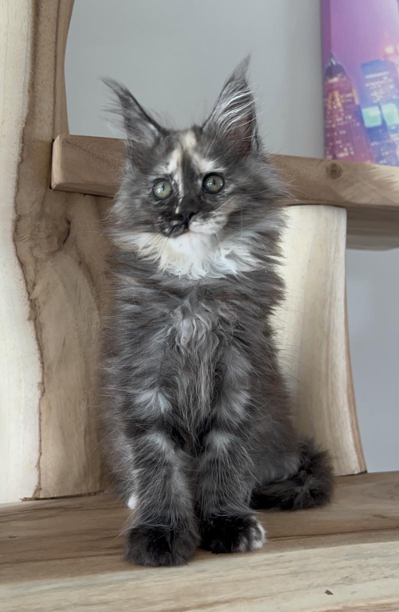 B du wind of Coon Du wind of coon Femelle Maine coon