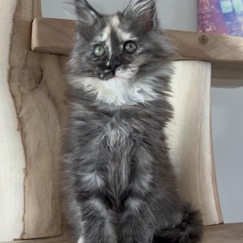 chaton Maine coon black tortie smoke B du wind of Coon Chatterie du wind of coon