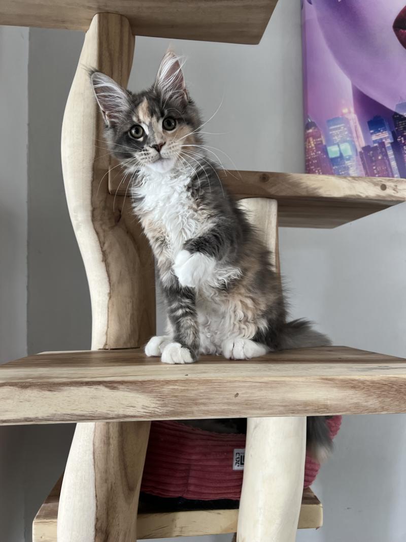 Bloucky du wind of Coon Du wind of coon Femelle Maine coon