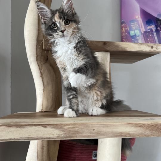 Bloucky du wind of Coon Du wind of coon Femelle Maine coon
