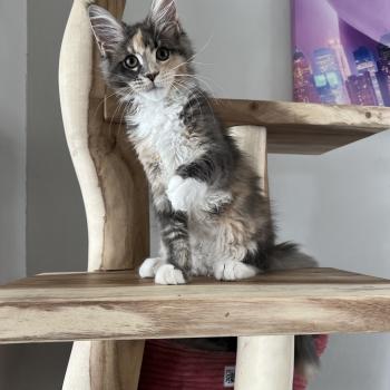 chaton Maine coon black tortie smoke B du wind of Coon Chatterie du wind of coon