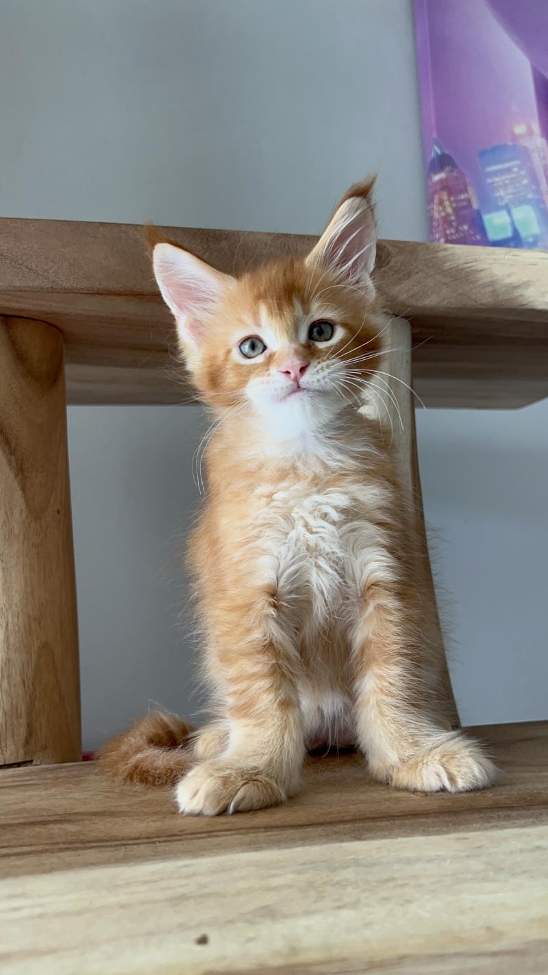 Bounty du wind of Coon Du wind of coon Mâle Maine coon