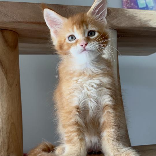 Bounty du wind of Coon Du wind of coon Mâle Maine coon