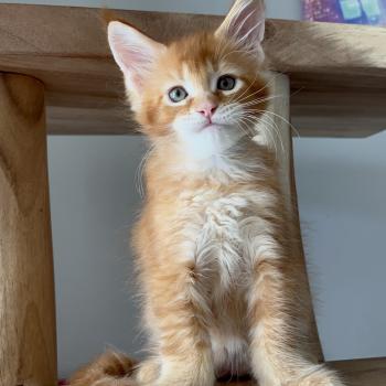 chaton Maine coon red ticked tabby Bounty du wind of Coon Chatterie du wind of coon