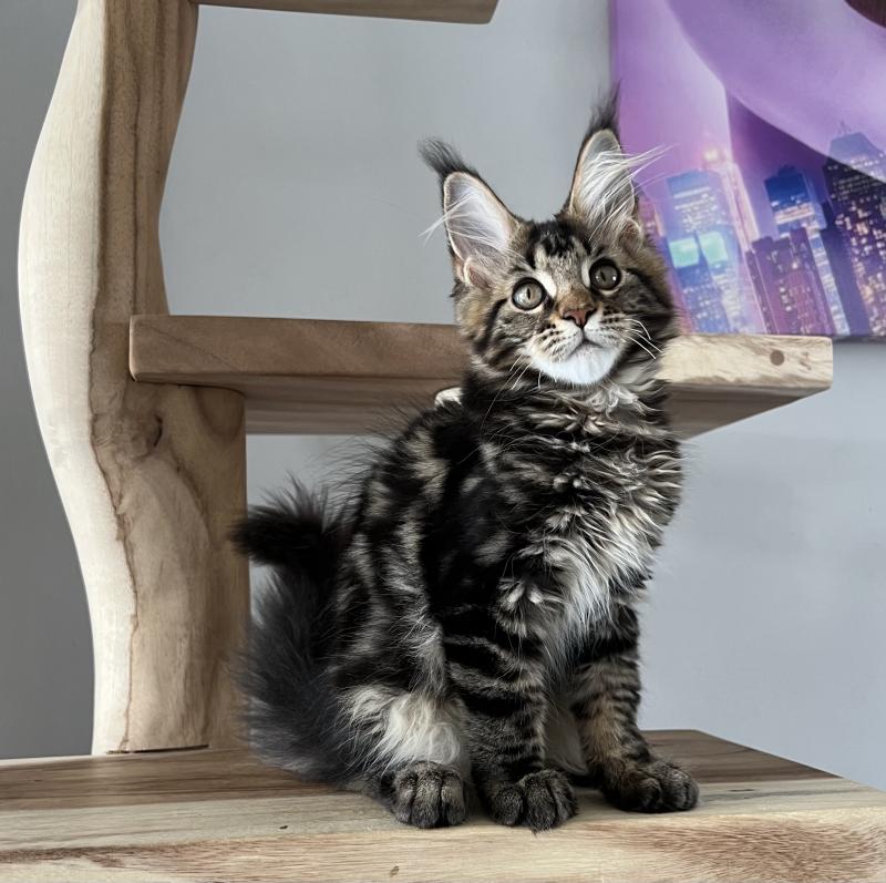 Britney du wind of Coon Du wind of coon Femelle Maine coon