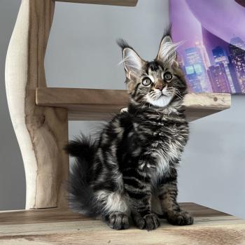 chaton Maine coon brown blotched tabby Britney du wind of Coon Chatterie du wind of coon