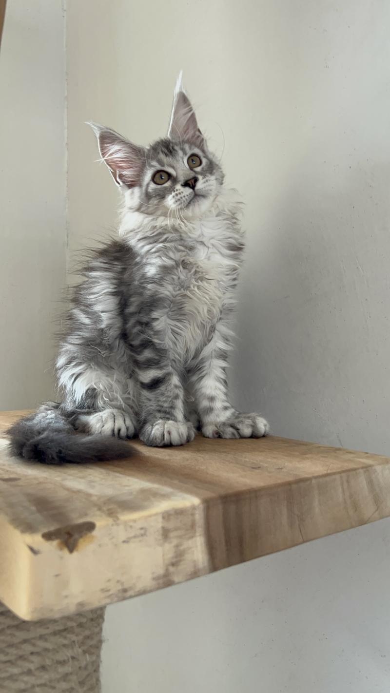 Bubble gum du wind of Coon Du wind of coon Femelle Maine coon