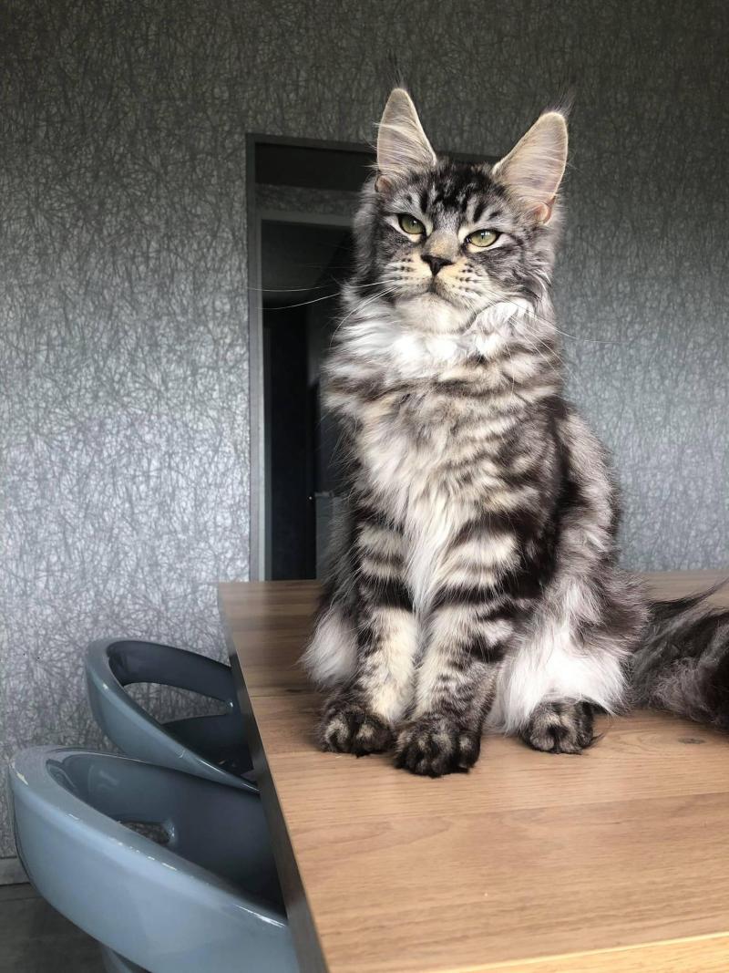 Cat’s coon R’eden Femelle Maine coon