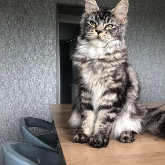 Cat’s coon R’eden Femelle Maine coon