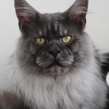 Randolf Maryliss country Mâle Maine coon