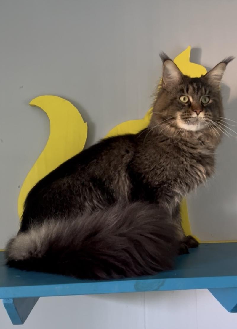 Rush courage RUSH COURAGE OZZY OSBORN Mâle Maine coon