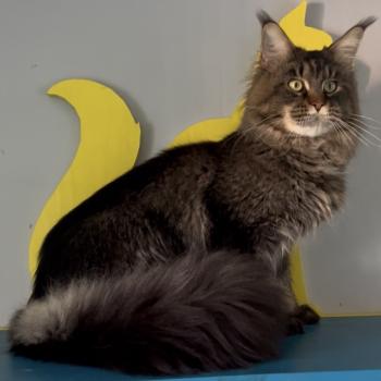 Rush courage RUSH COURAGE OZZY OSBORN Mâle Maine coon