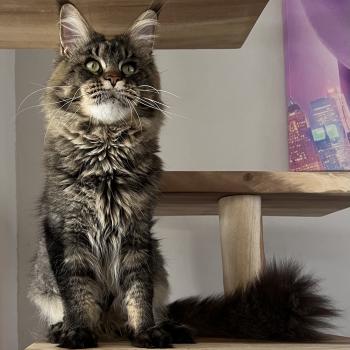 chat Maine coon RUSH COURAGE OZZY OSBORN Chatterie du wind of coon