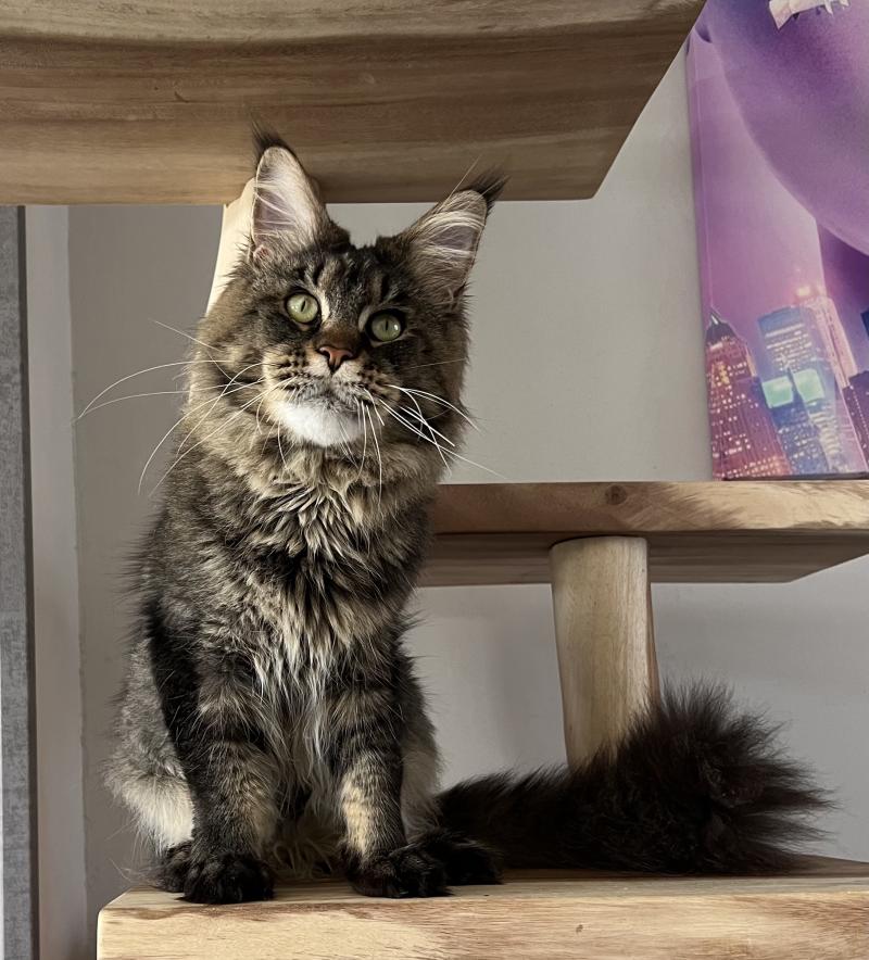 Rush courage RUSH COURAGE OZZY OSBORN Mâle Maine coon