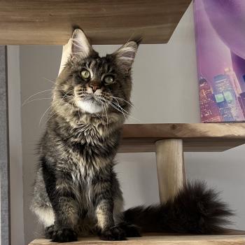 Rush courage RUSH COURAGE OZZY OSBORN Mâle Maine coon