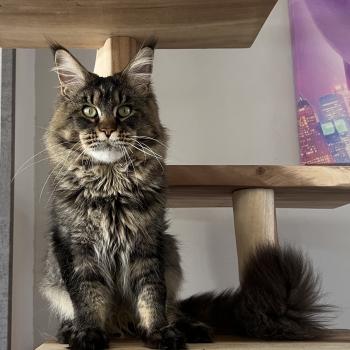 chat Maine coon RUSH COURAGE OZZY OSBORN Chatterie du wind of coon