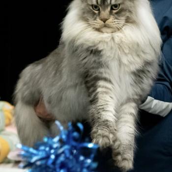 chat Maine coon black silver ticked tabby Tyson du wind of Coon Chatterie du wind of coon