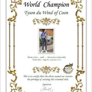 chat Maine coon black silver ticked tabby Tyson du wind of Coon Chatterie du wind of coon