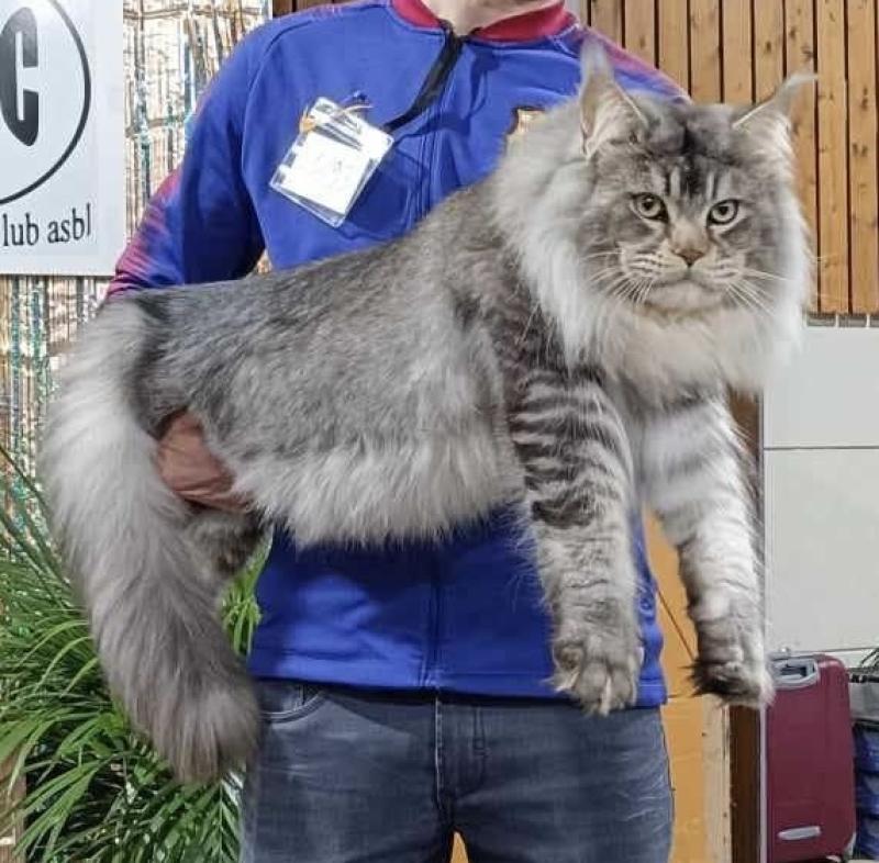 Tyson du wind of Coon Du wind of coon Mâle Maine coon