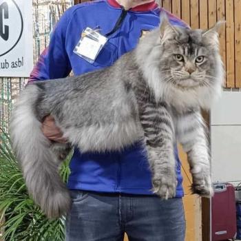 chat Maine coon black silver ticked tabby Tyson du wind of Coon Chatterie du wind of coon