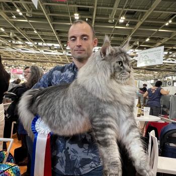 chat Maine coon black silver ticked tabby Tyson du wind of Coon 🏆 Champions du monde WCF 🏆 Grands champions d’Europe LOOF Chatterie du wind of coon