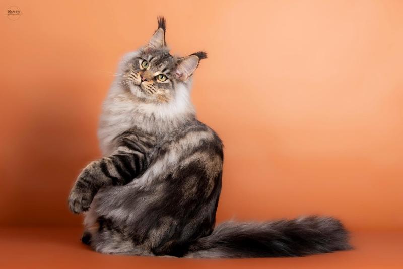 Uragon du wind of Coon Du wind of coon Mâle Maine coon