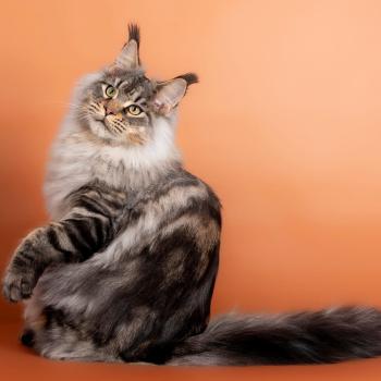 chat Maine coon Uragon du wind of Coon Chatterie du wind of coon