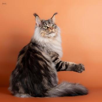 chat Maine coon black silver blotched tabby Uragon du wind of Coon Chatterie du wind of coon