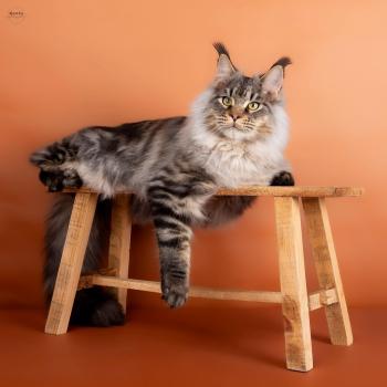 chat Maine coon black silver blotched tabby Uragon du wind of Coon Chatterie du wind of coon