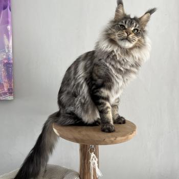 chat Maine coon black silver blotched tabby Uragon du wind of Coon Chatterie du wind of coon
