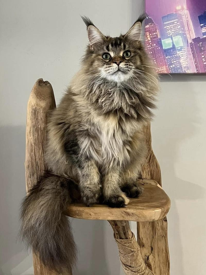 Venena du wind of coon Du wind of coon Femelle Maine coon