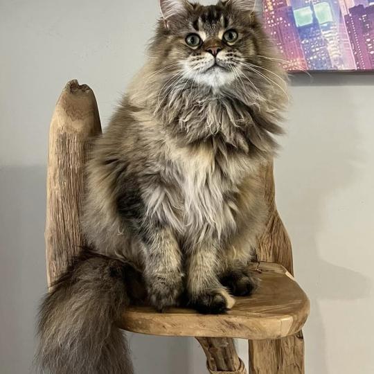 Venena du wind of coon Du wind of coon Femelle Maine coon