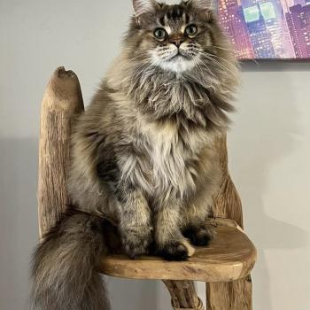 chat Maine coon brown tortie ticked tabby Venena du wind of coon Chatterie du wind of coon