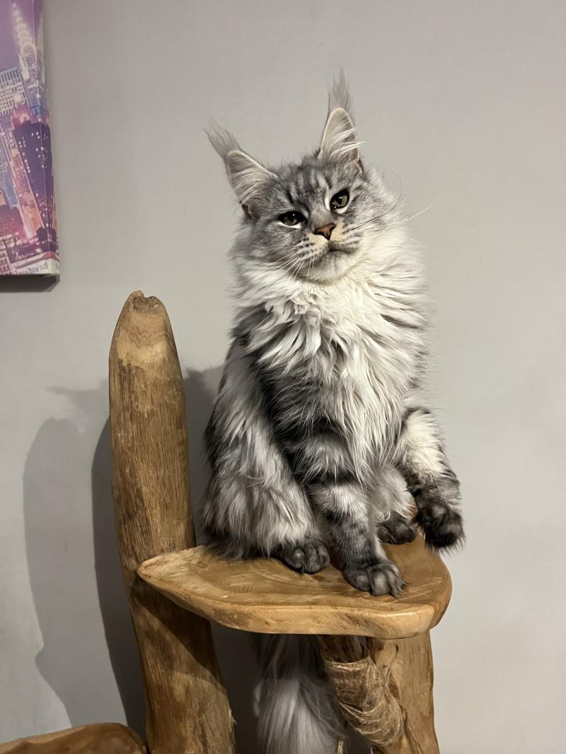 Warren du wind of coon Du wind of coon Femelle Maine coon