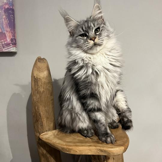 Warren du wind of coon Du wind of coon Femelle Maine coon