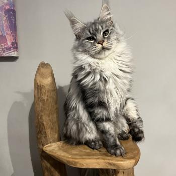 chat Maine coon Warren du wind of coon Chatterie du wind of coon