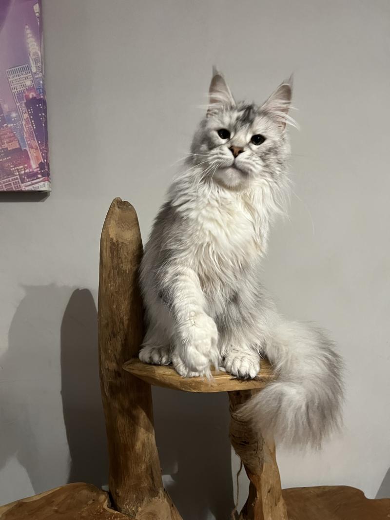 Woukia du wind of coon Du wind of coon Femelle Maine coon