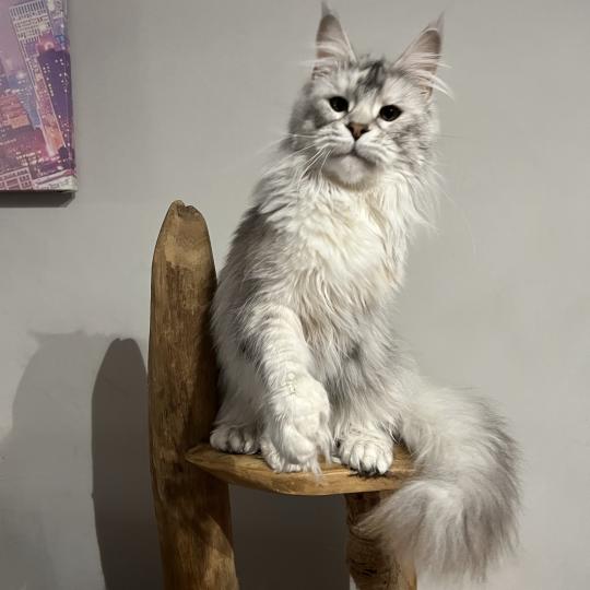 Woukia du wind of coon Du wind of coon Femelle Maine coon