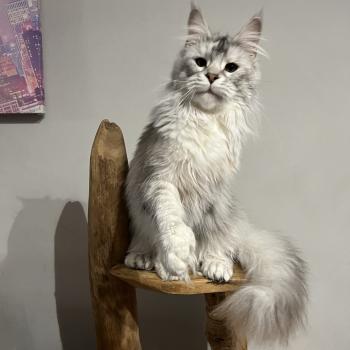 chat Maine coon Woukia du wind of coon Chatterie du wind of coon