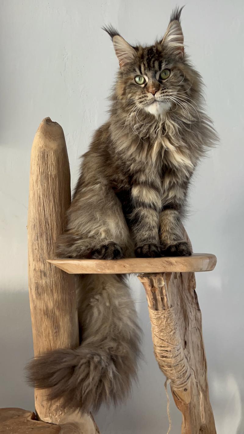 Yora du wind of Coon Du wind of coon Femelle Maine coon