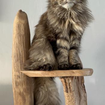 chat Maine coon Yora du wind of Coon Chatterie du wind of coon
